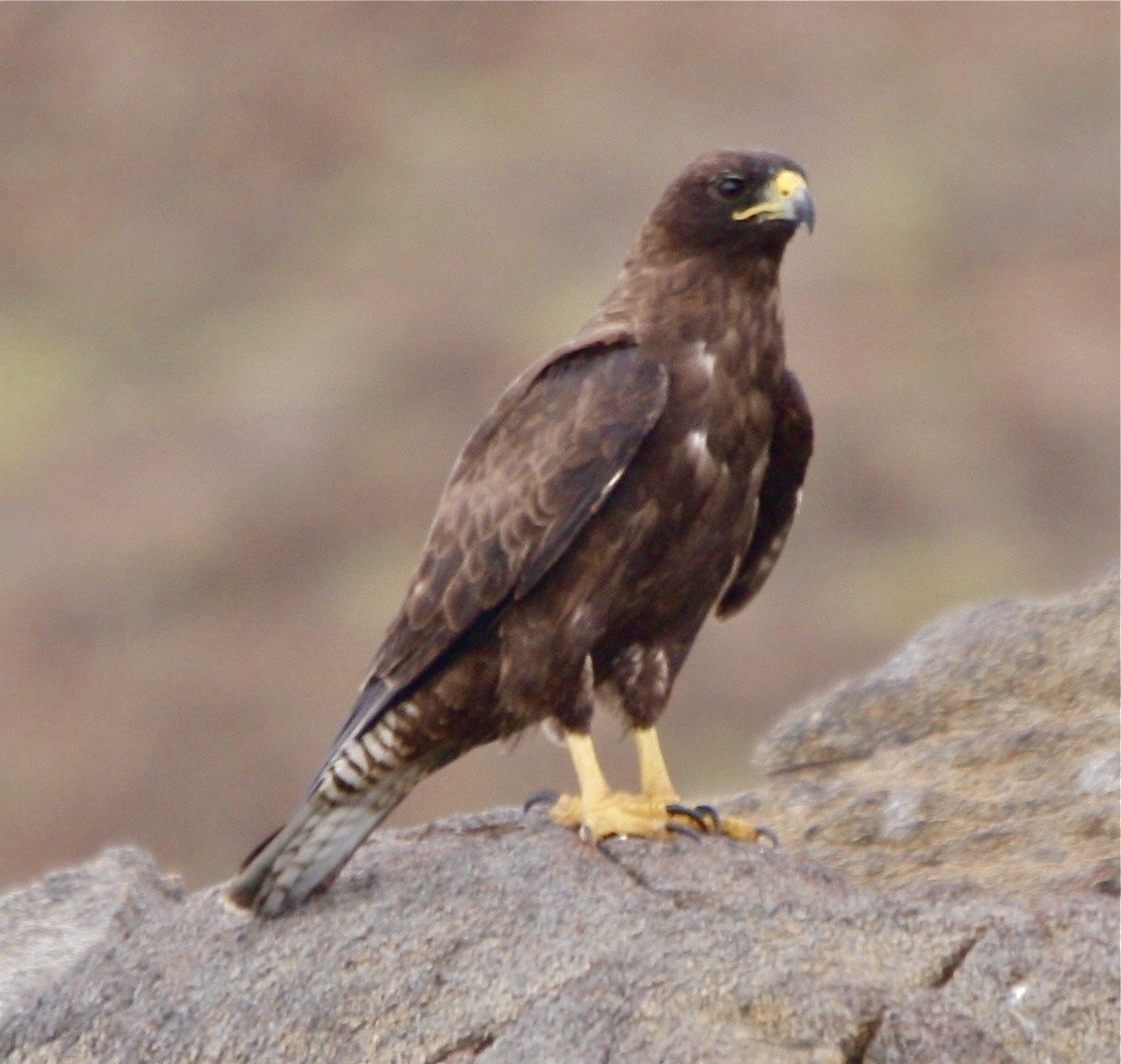 Galapagos Hawk - ML335545971