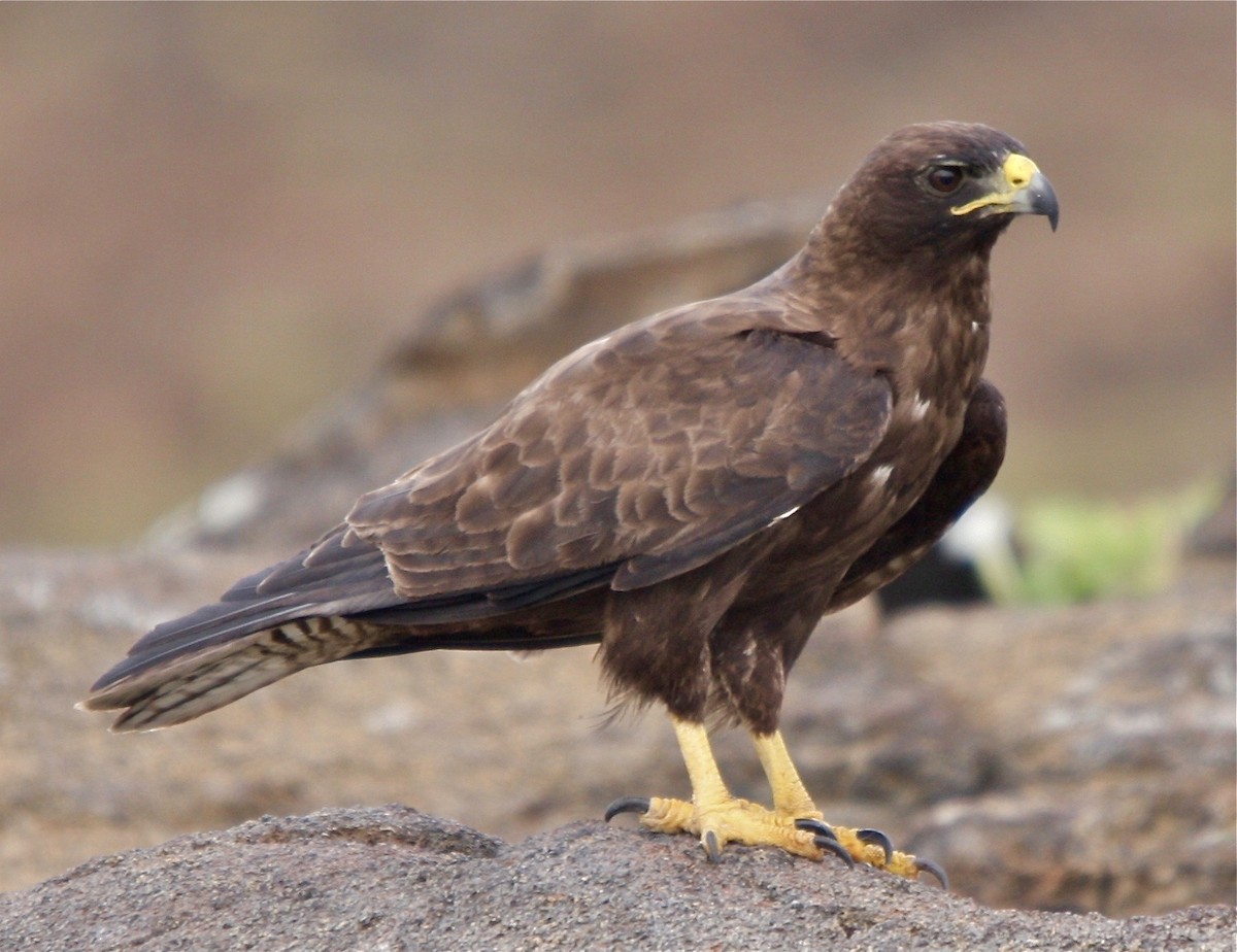 Galapagos Hawk - Connie Lintz