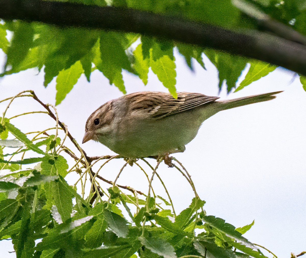 Clay-colored Sparrow - ML335546571
