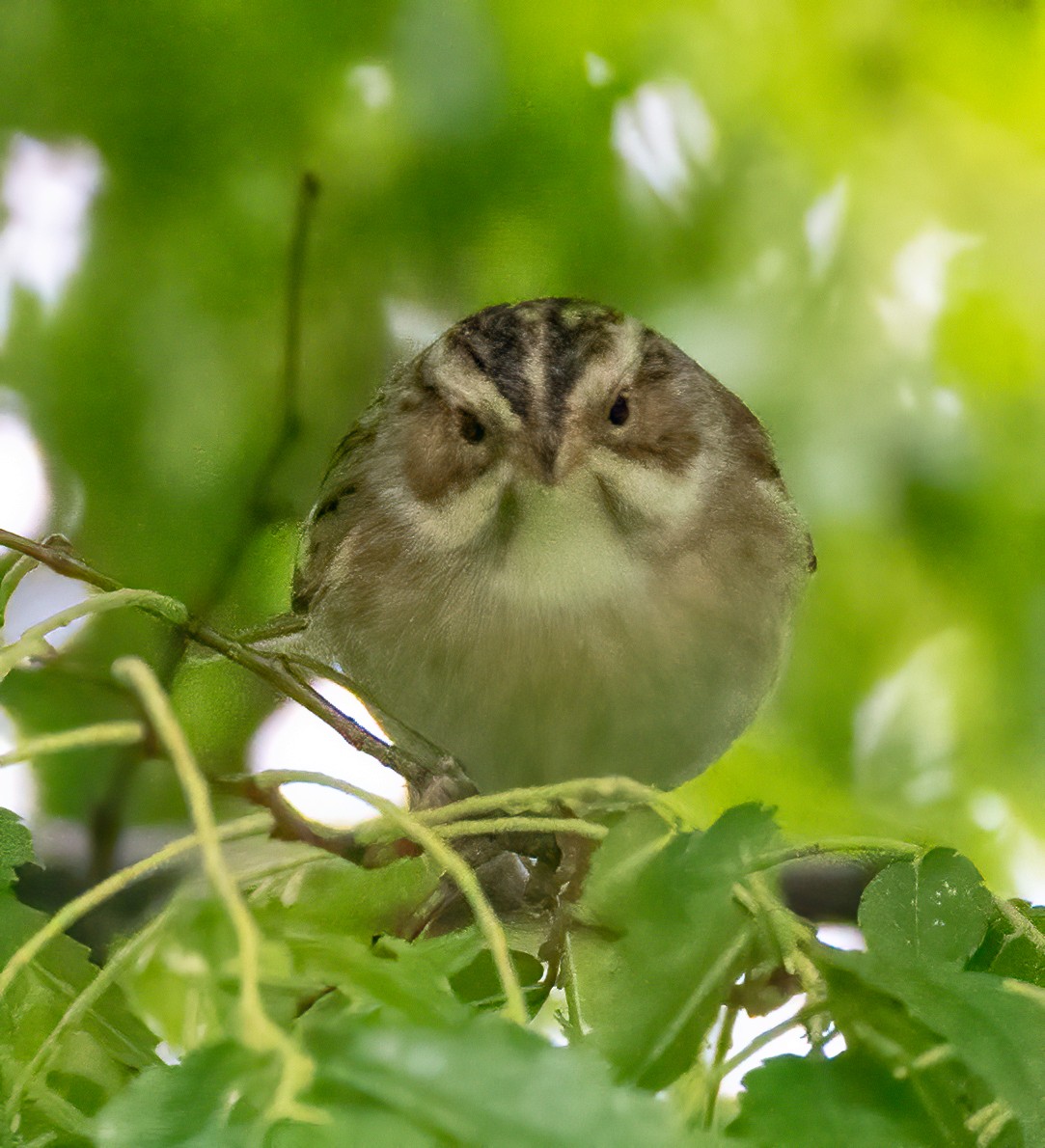 Clay-colored Sparrow - ML335546731