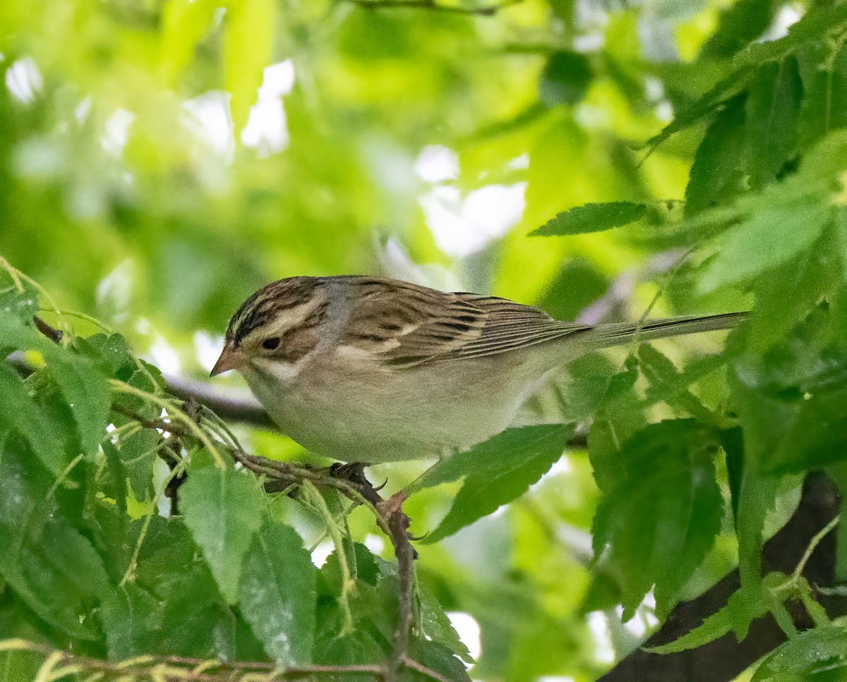 Clay-colored Sparrow - ML335546801