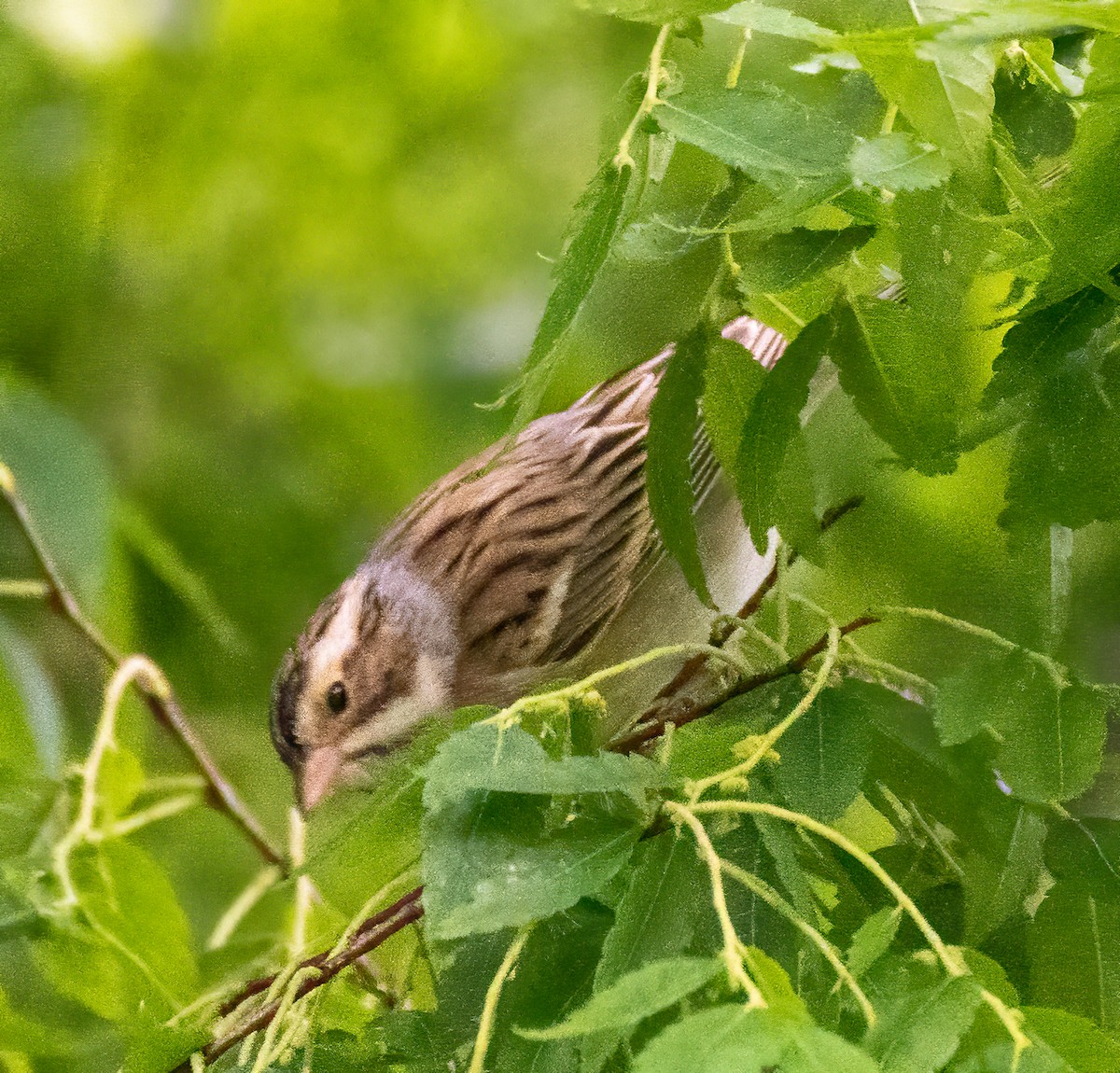 Clay-colored Sparrow - ML335547341