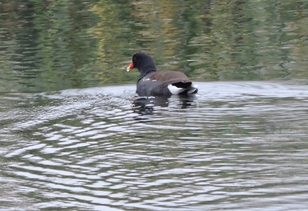 Common Gallinule - Greg Cross