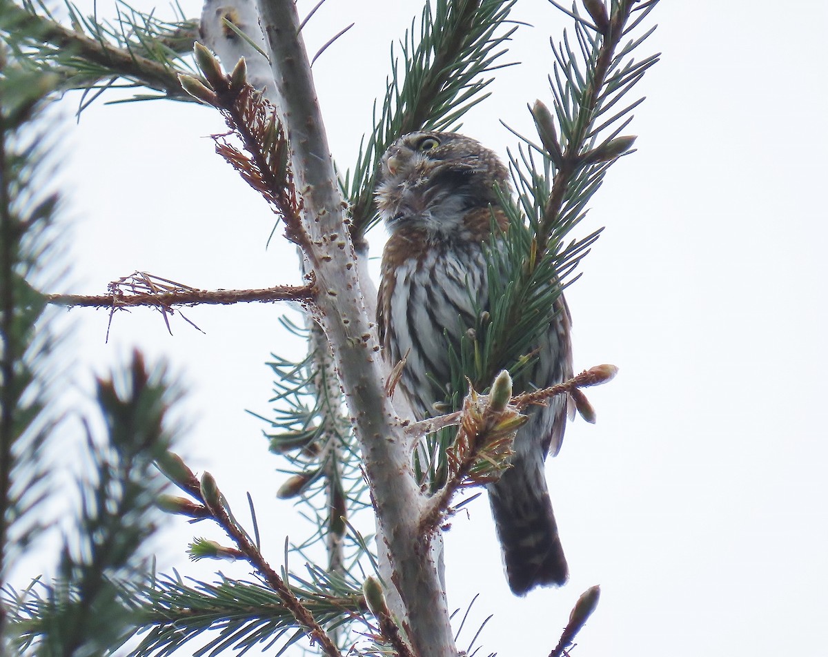 Northern Pygmy-Owl - ML335549131