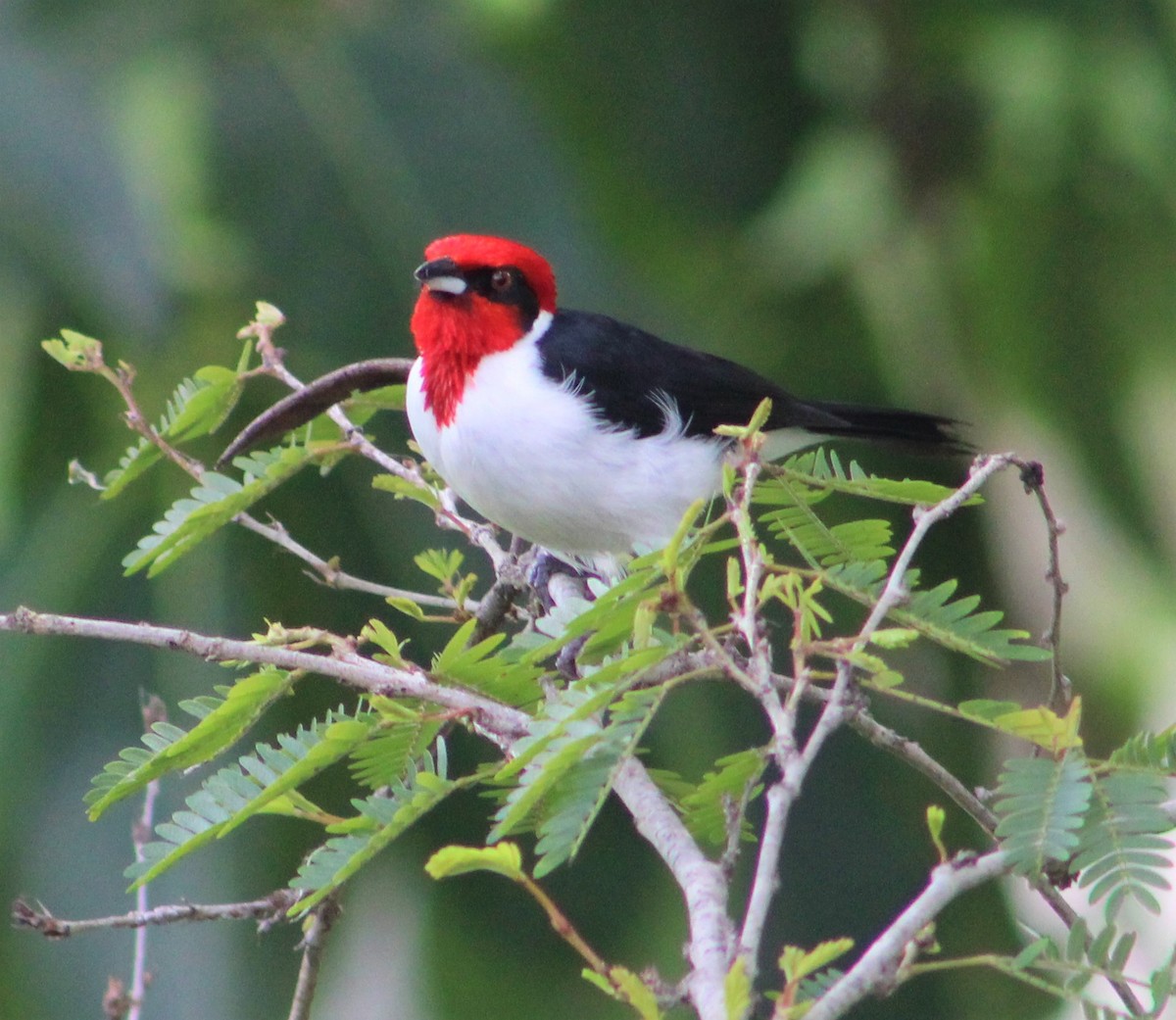 Masked Cardinal - ML335549941