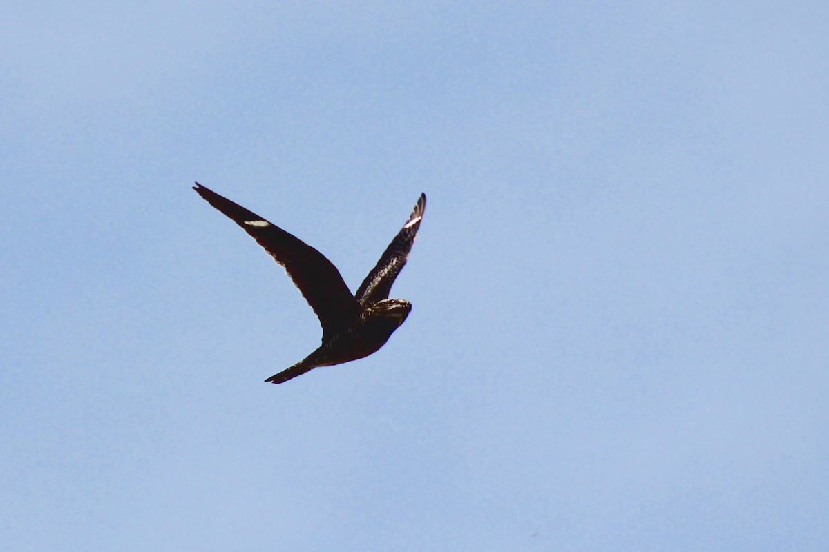 Common Nighthawk - ML33555041