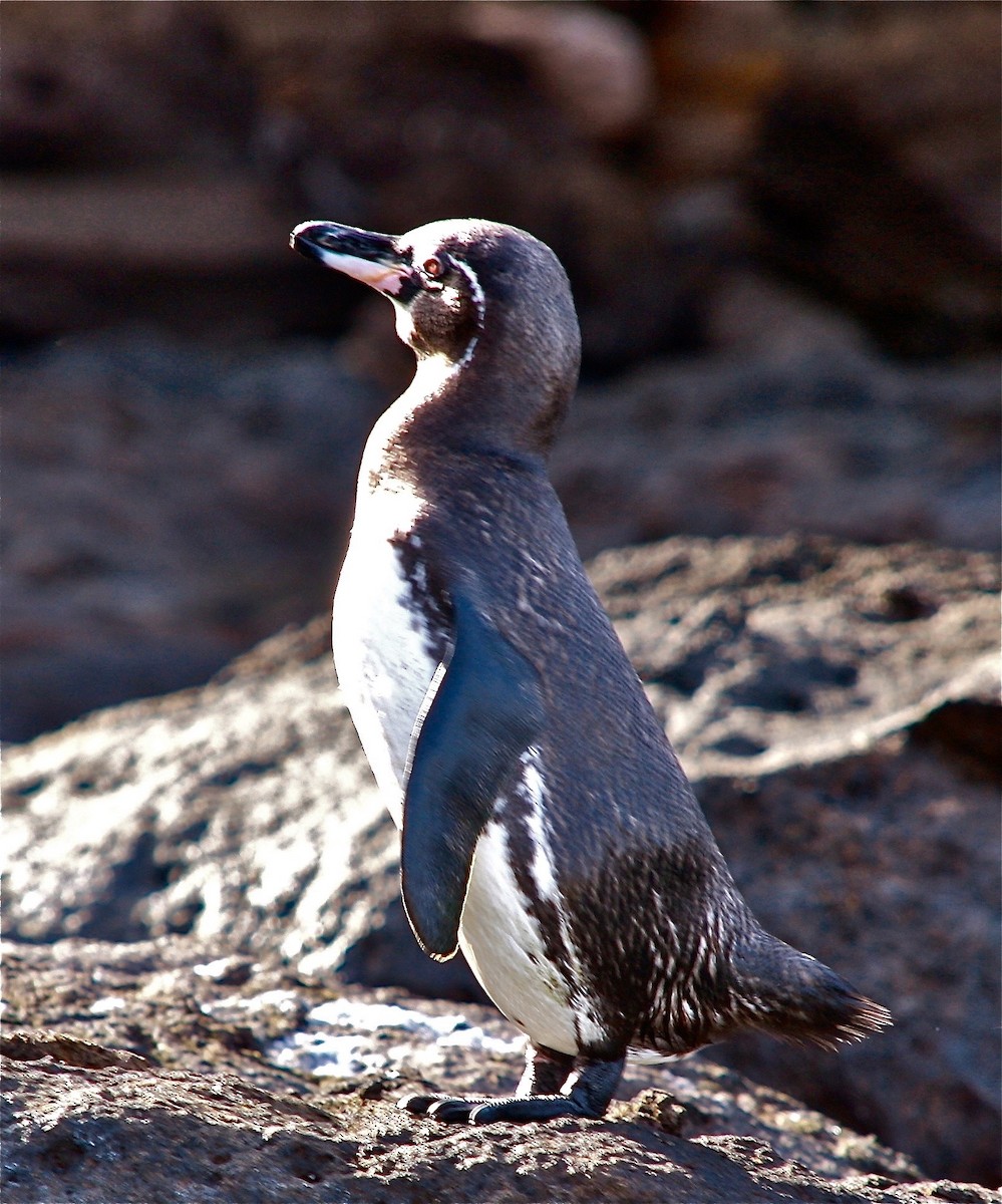 Galapagos Penguin - ML335550471