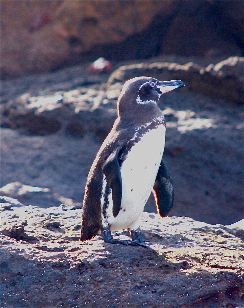 Galapagos Penguin - ML335550481