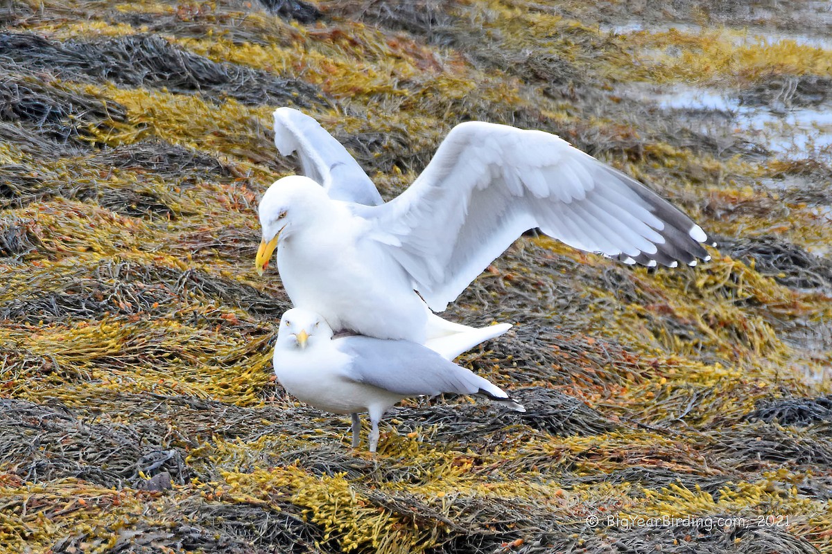 Herring Gull - ML335550711