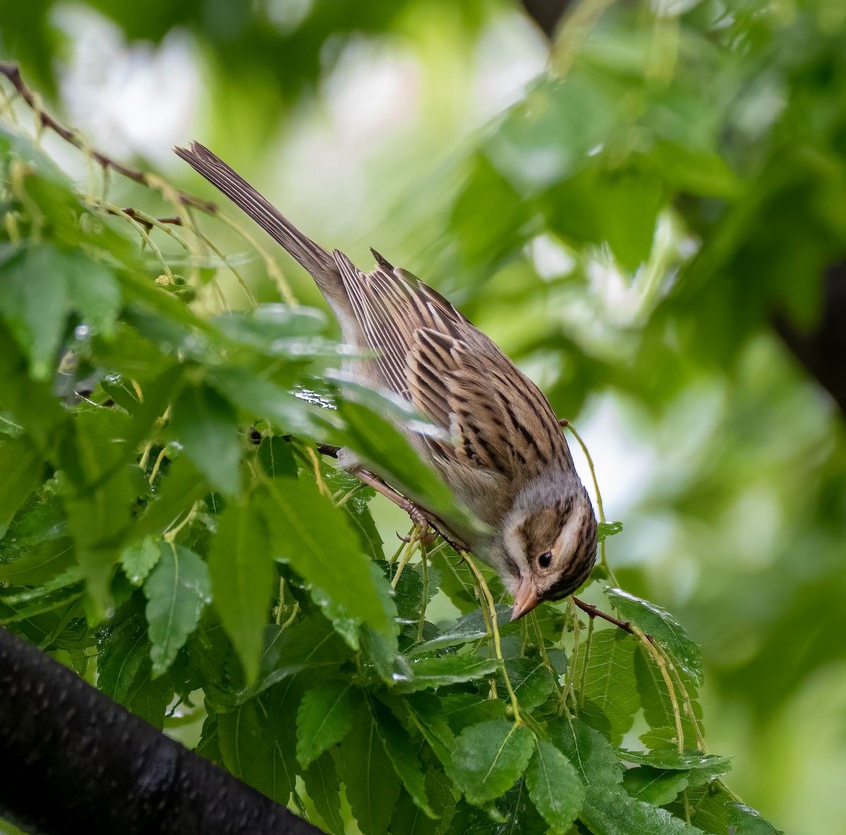 Clay-colored Sparrow - ML335553161