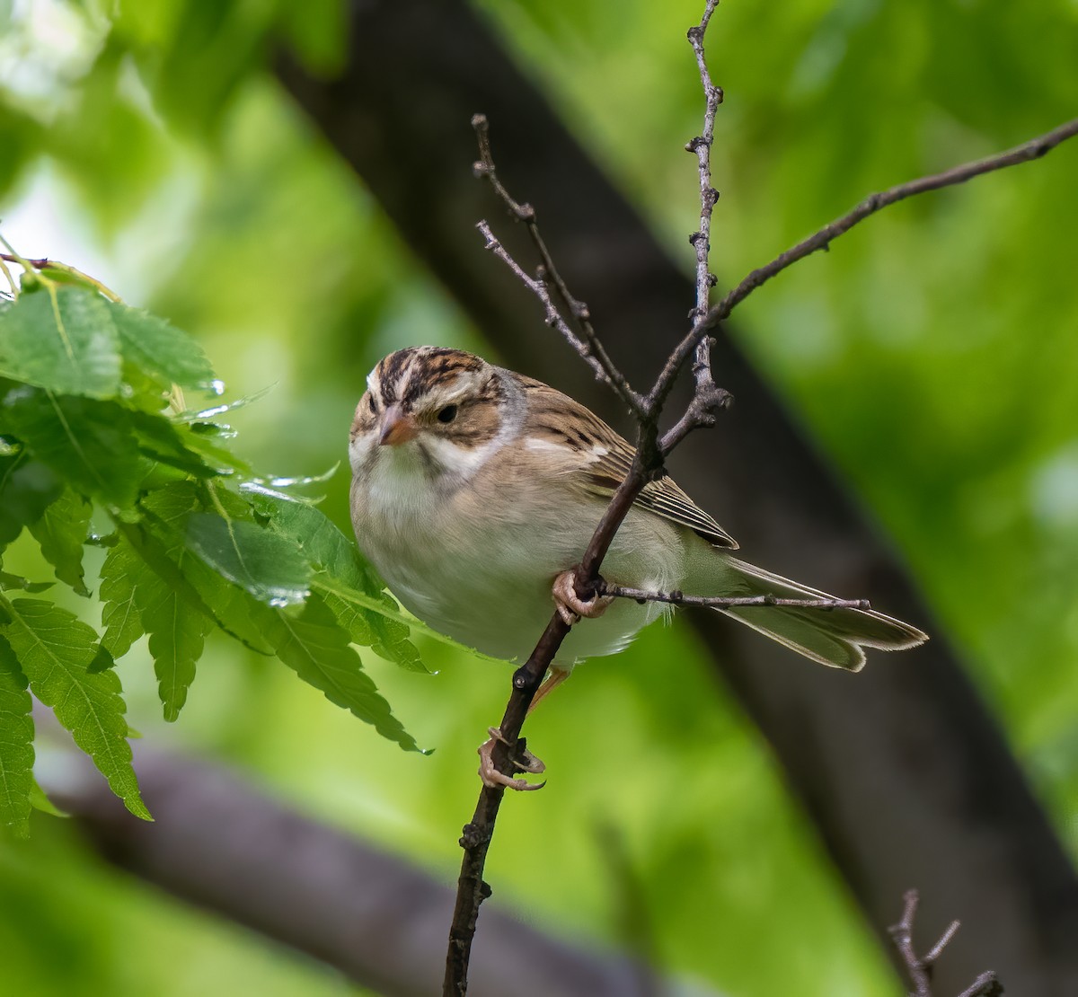 Clay-colored Sparrow - ML335553171
