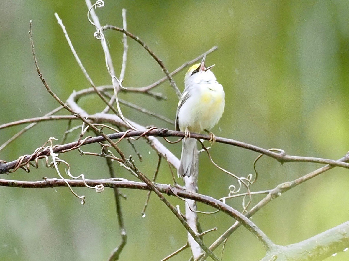 Brewster's Warbler (hybrid) - ML335553501