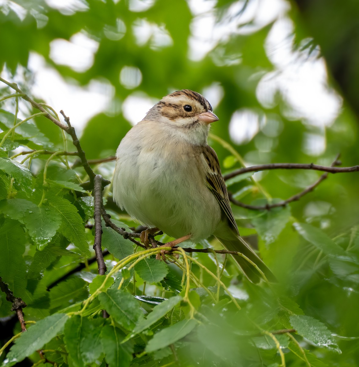 Clay-colored Sparrow - ML335554491