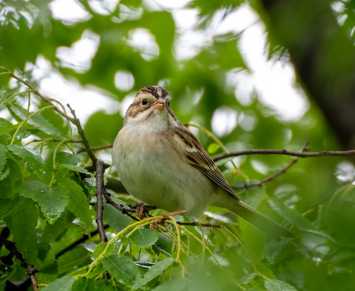 Clay-colored Sparrow - ML335554501