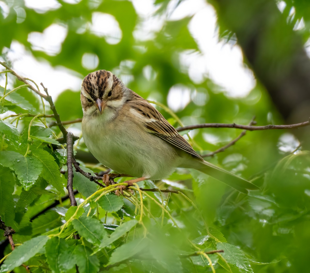 Clay-colored Sparrow - ML335554511