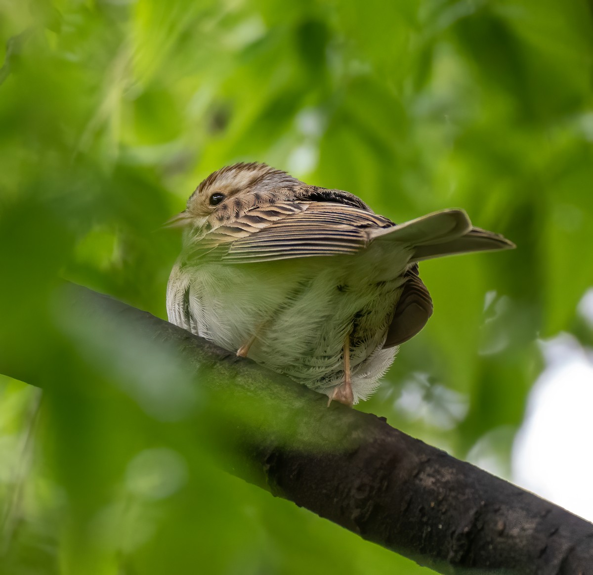 Clay-colored Sparrow - ML335554521