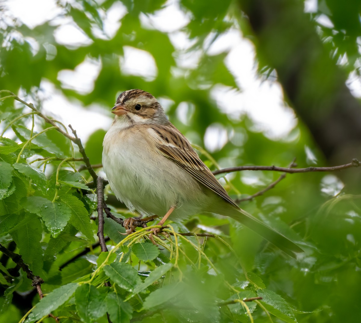 Clay-colored Sparrow - ML335554531