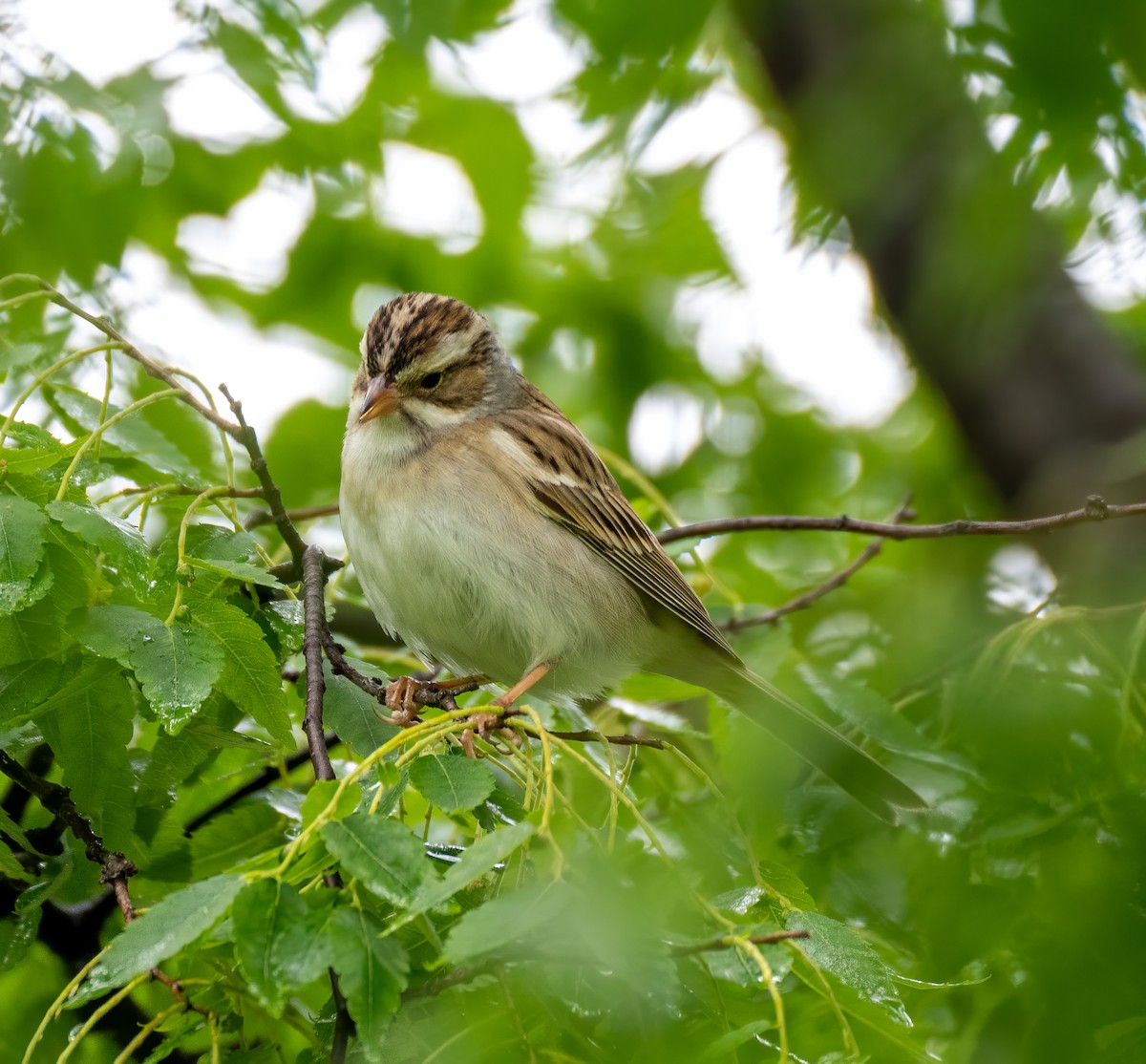 Clay-colored Sparrow - ML335554541