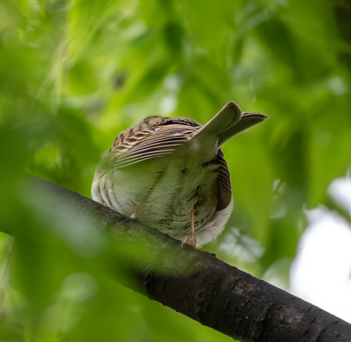 Clay-colored Sparrow - ML335554551