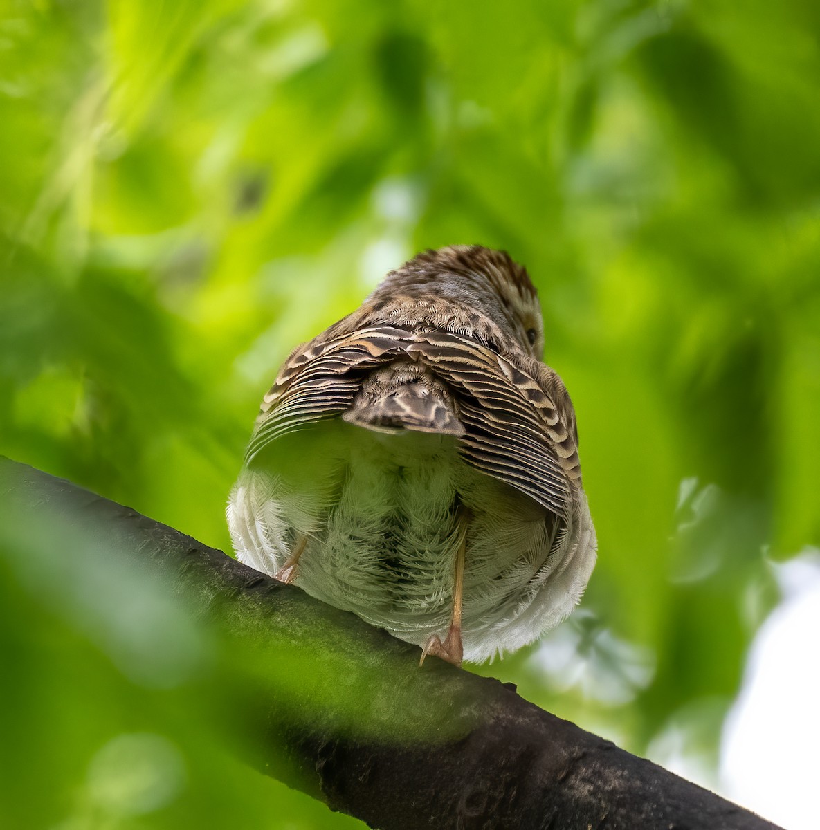 Clay-colored Sparrow - ML335554581