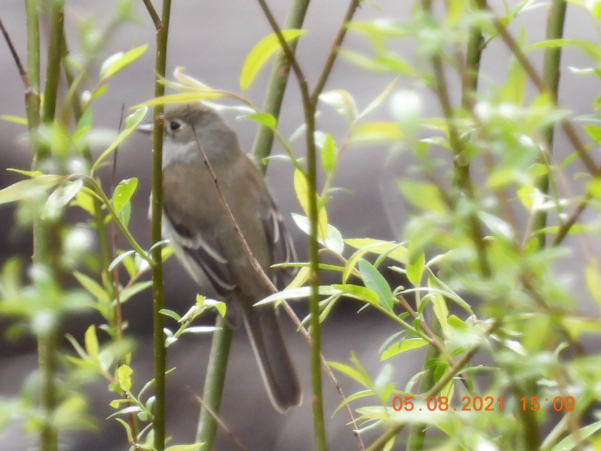 Least Flycatcher - ML335554711