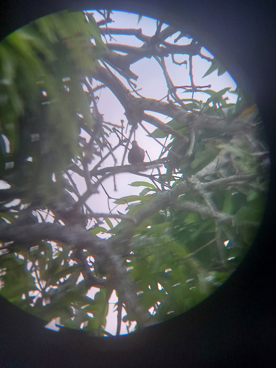 Ruddy Ground Dove - Wellington Silva