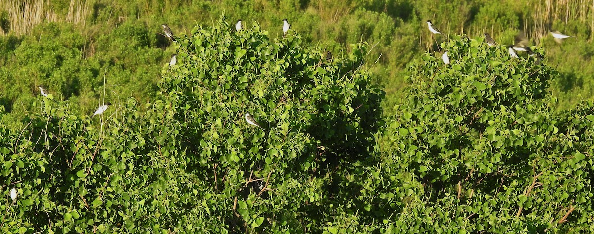 Schieferrücken-Königstyrann - ML335555151