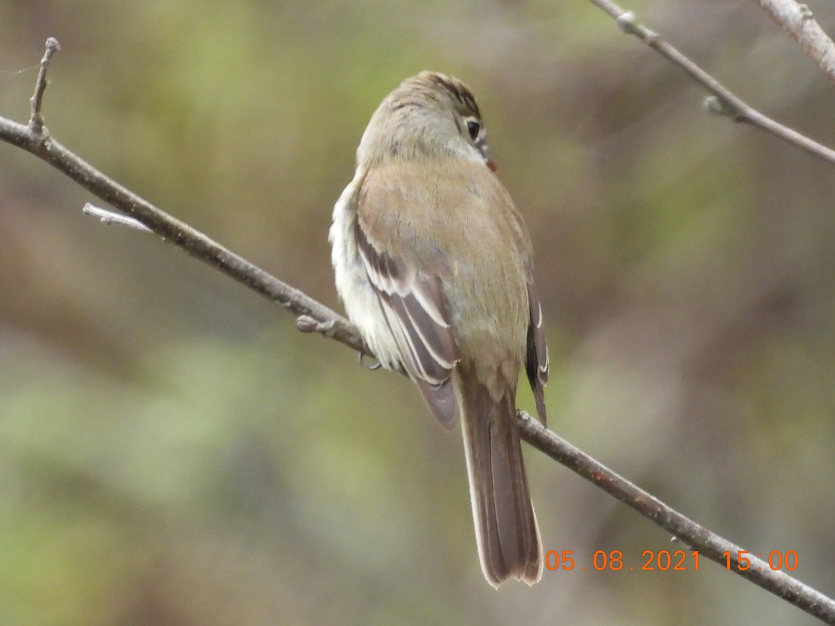 Least Flycatcher - ML335555201