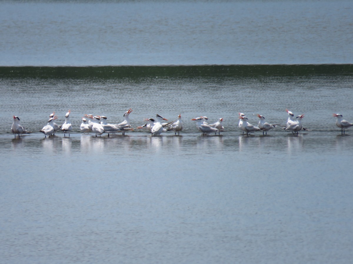 Royal Tern - John van Dort