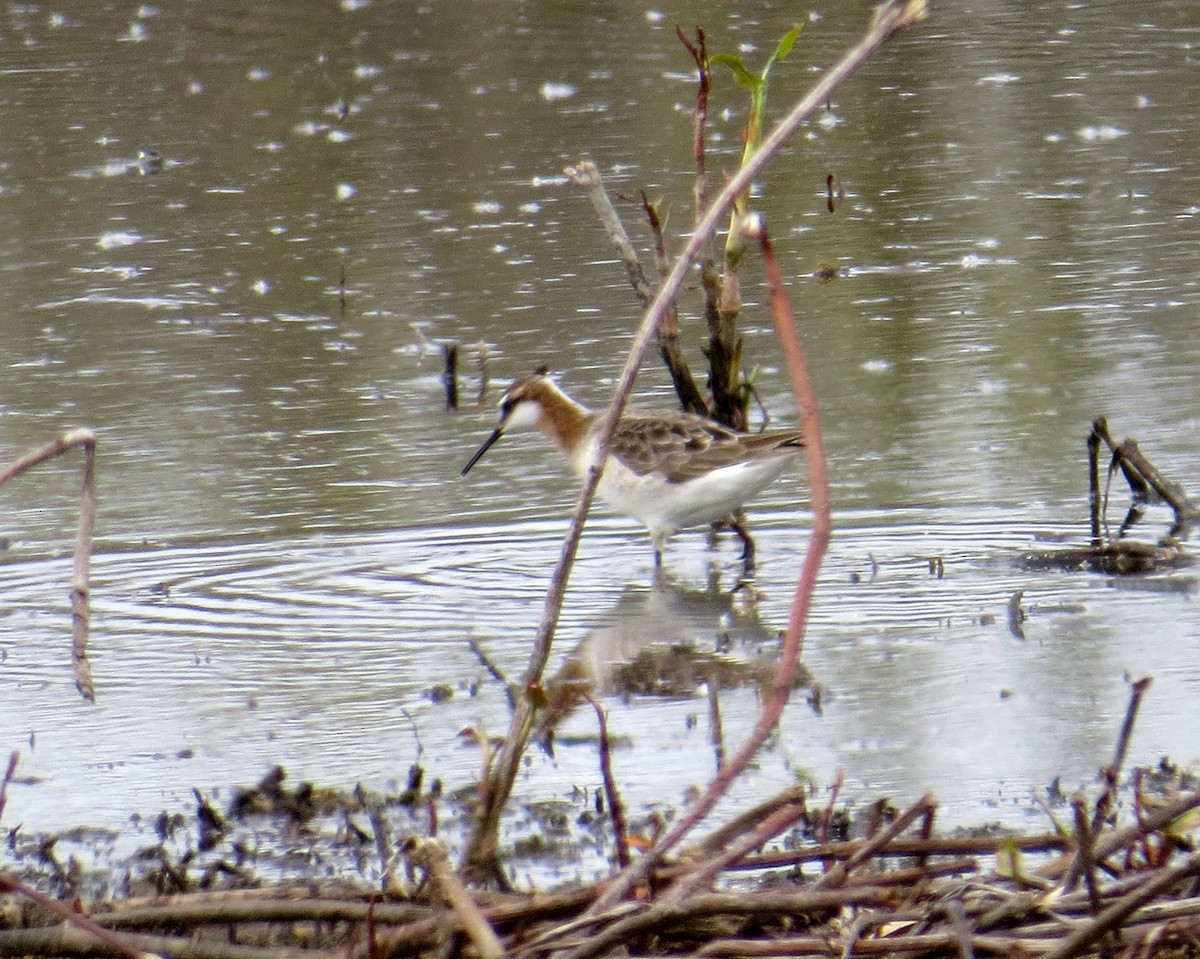 Wilson's Phalarope - ML335556291