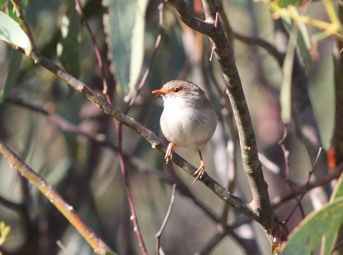 Superb Fairywren - ML335556461