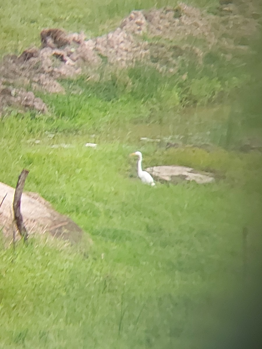 Great Egret - ML335557031