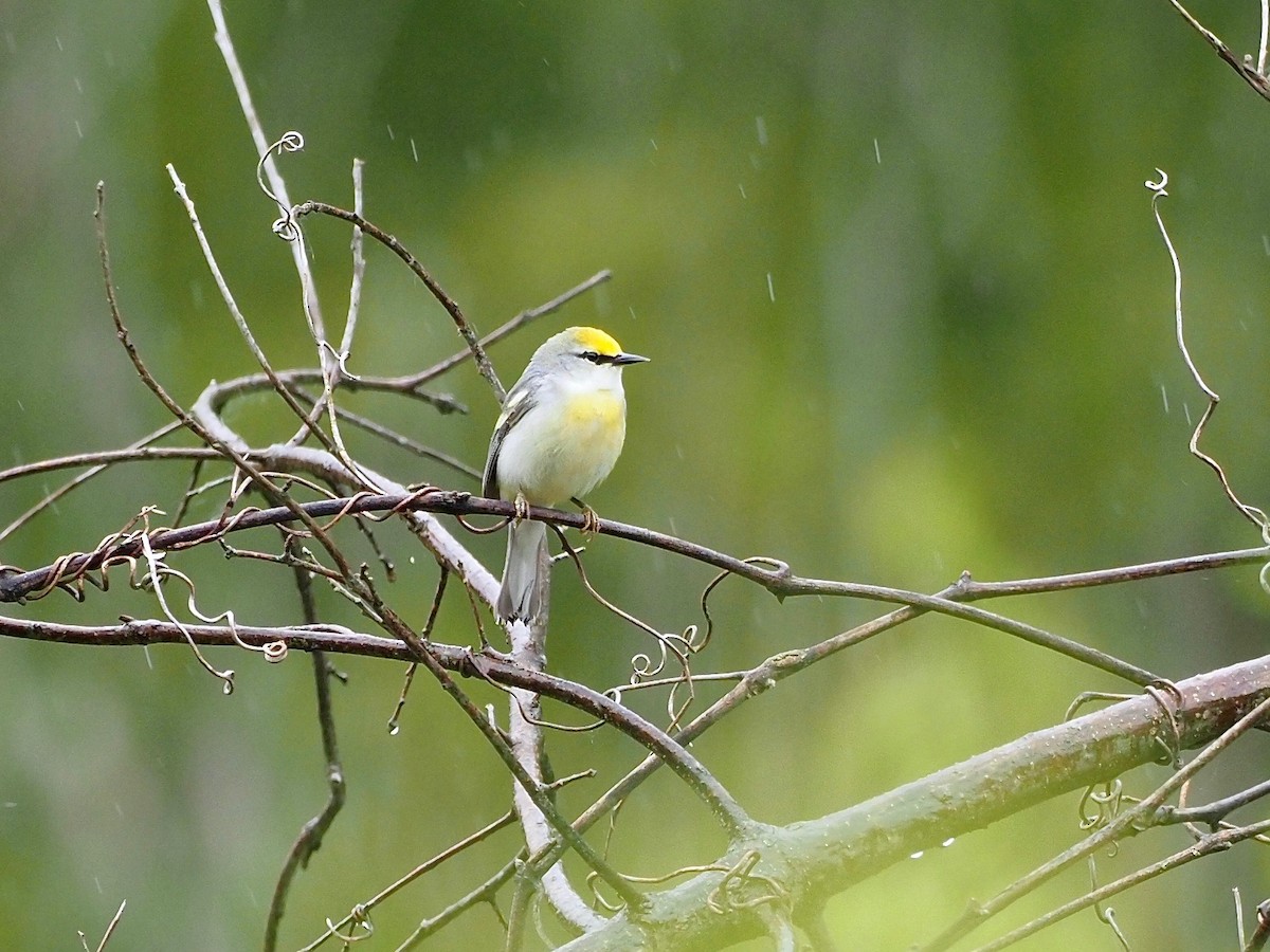 Brewster's Warbler (hybrid) - ML335557621