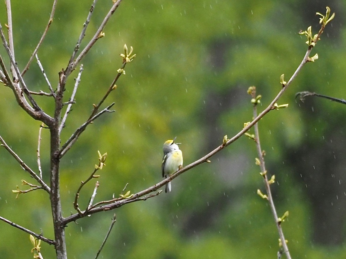 Brewster's Warbler (hybrid) - ML335557651