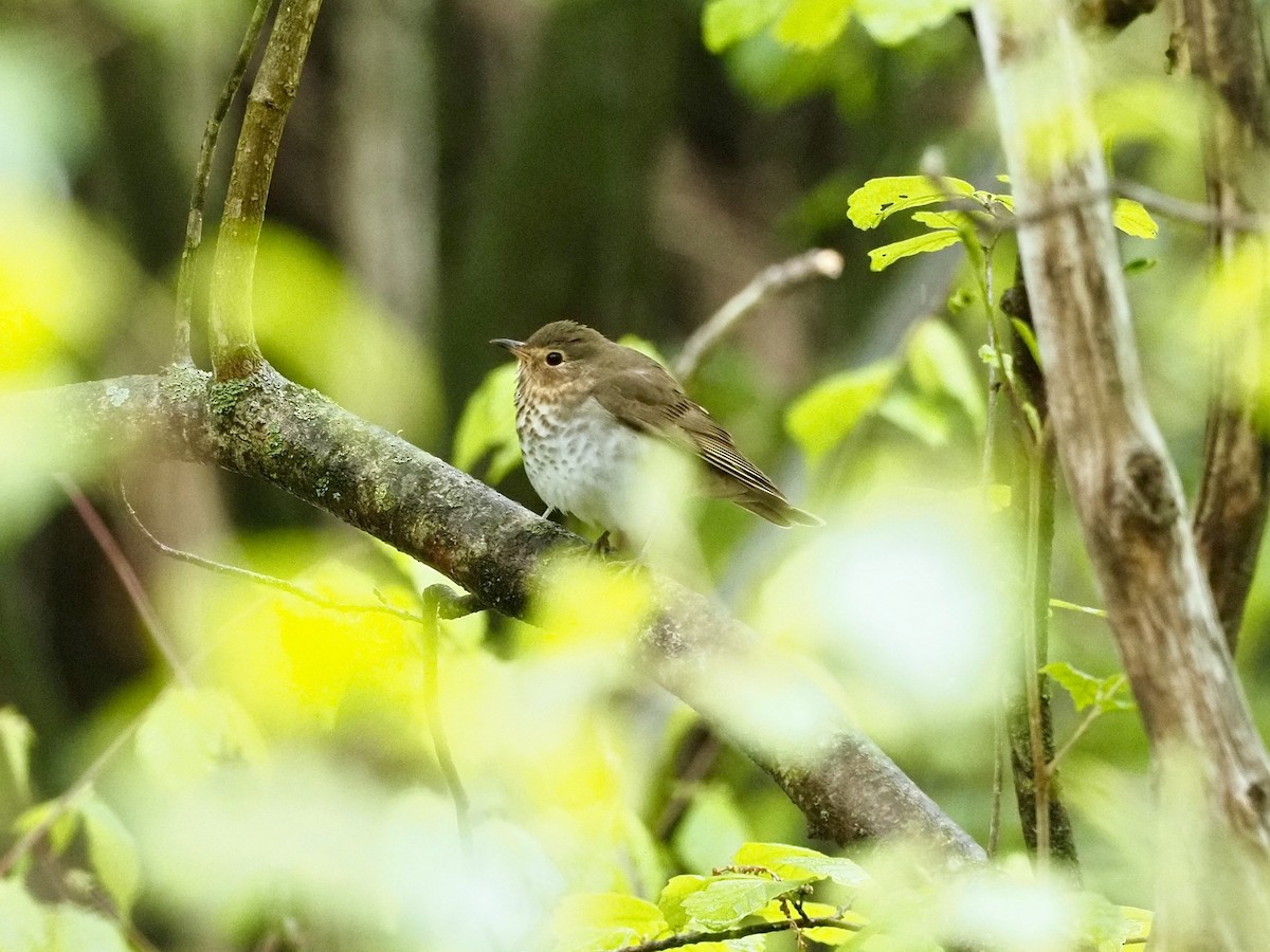Swainson's Thrush - ML335558261