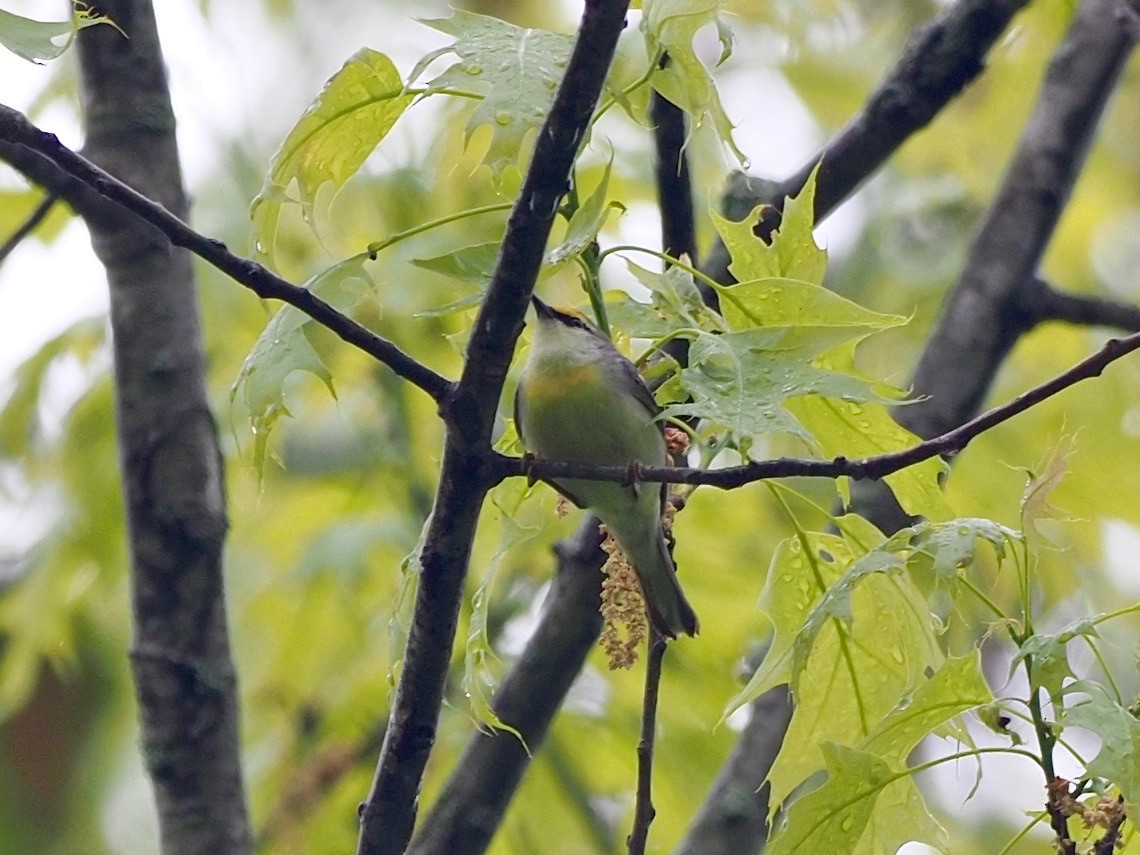 Brewster's Warbler (hybrid) - ML335559351