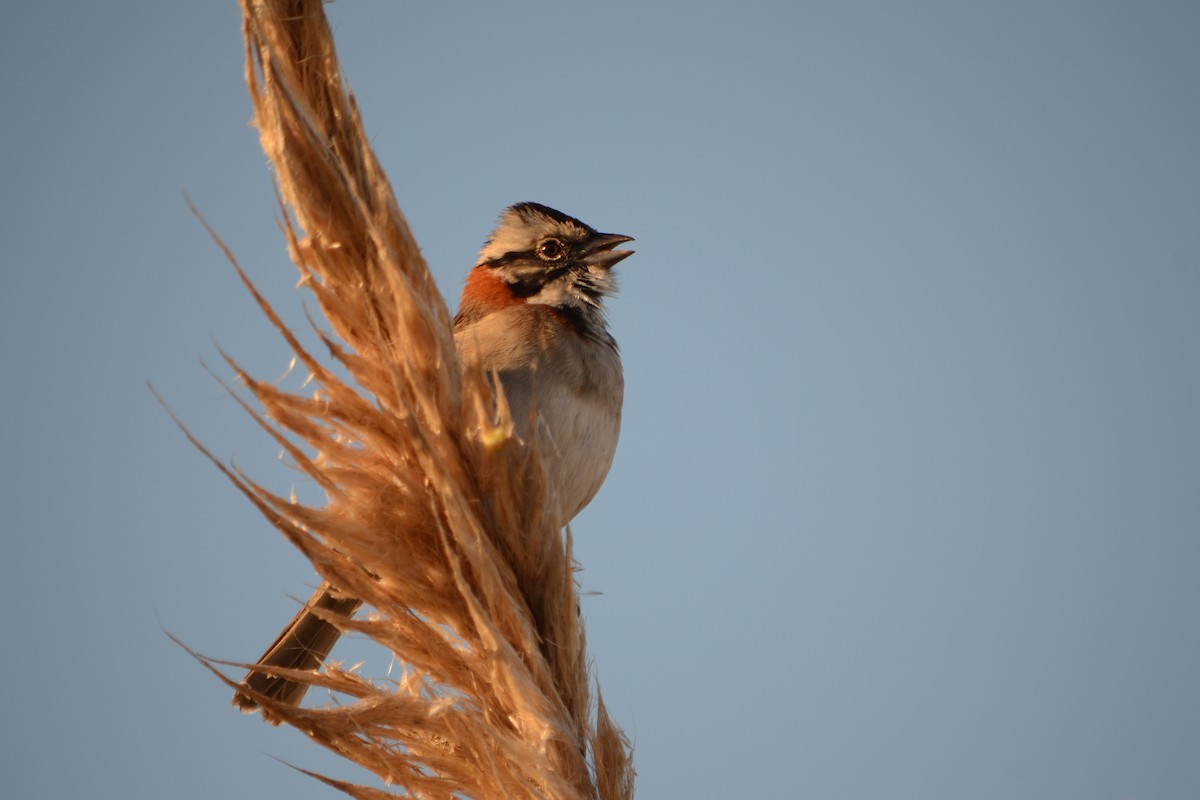 Rufous-collared Sparrow - Jimena Lois Milevicich