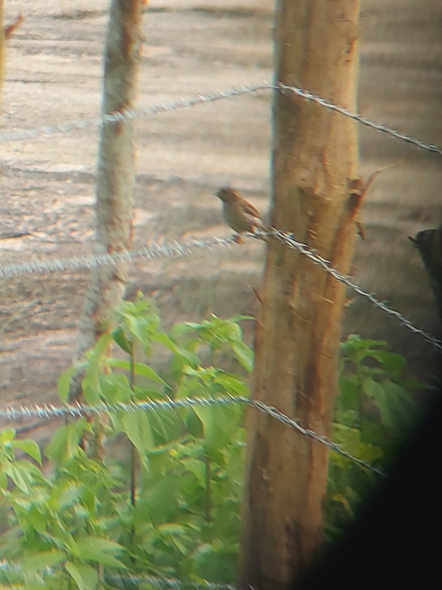 House Sparrow - ML335559631