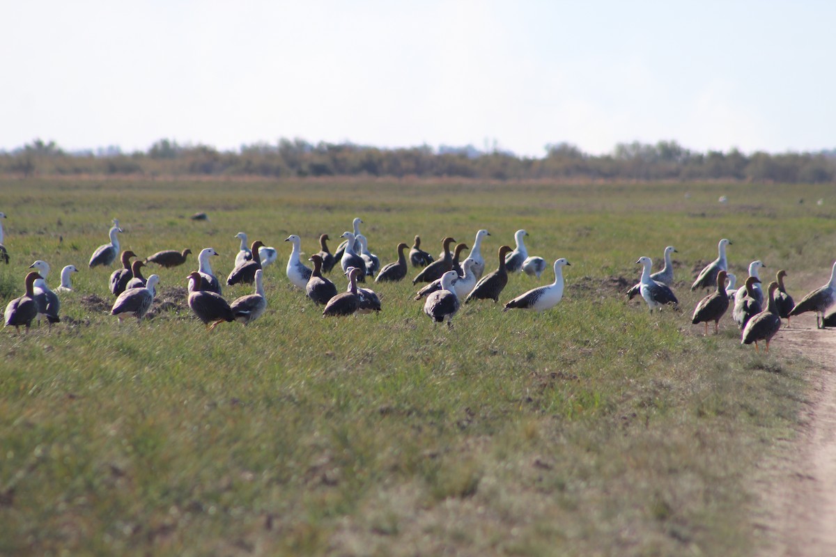 Upland Goose - Marcos de Larminat