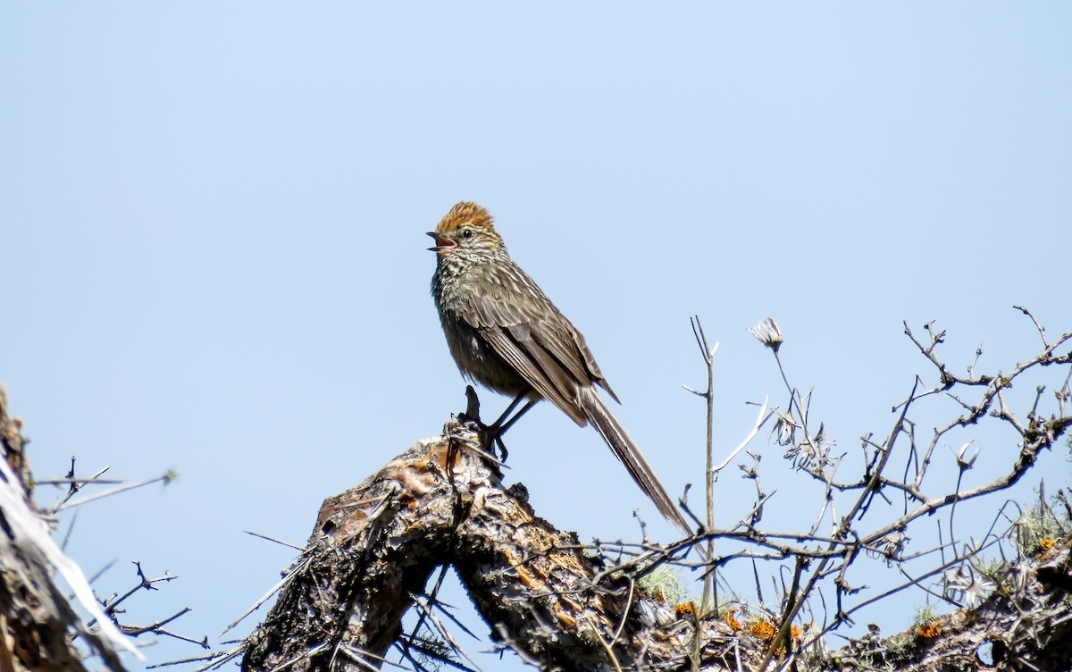 Rostkappen-Meisenschlüpfer - ML335561121