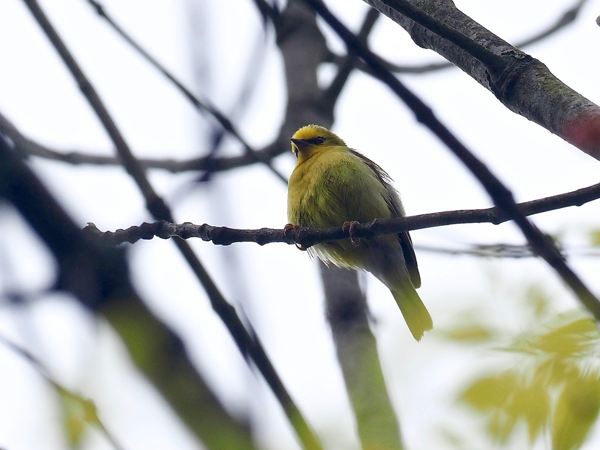 Blue-winged Warbler - ML335561621