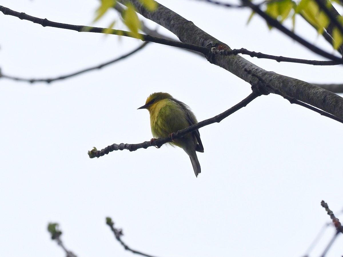 Blue-winged Warbler - ML335561631