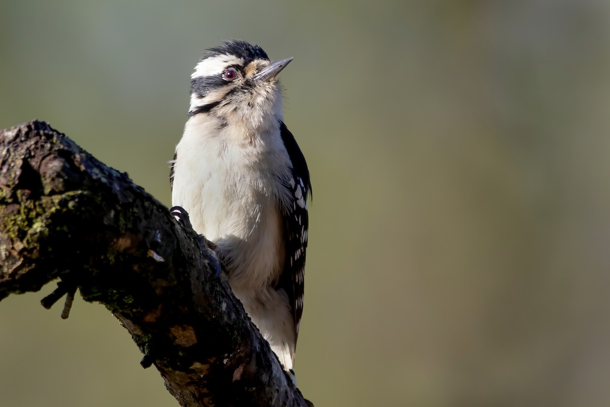 Downy Woodpecker - ML335561781