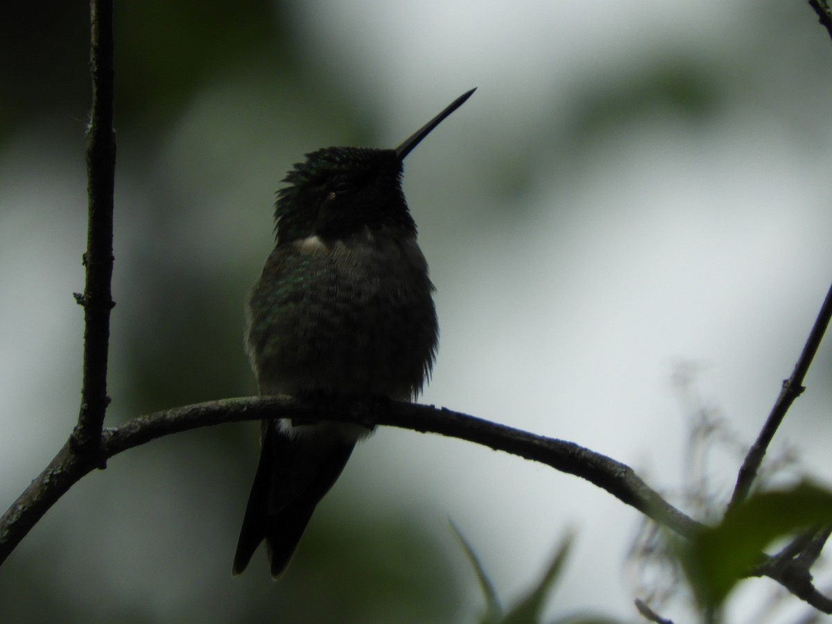Ruby-throated Hummingbird - ML335562041