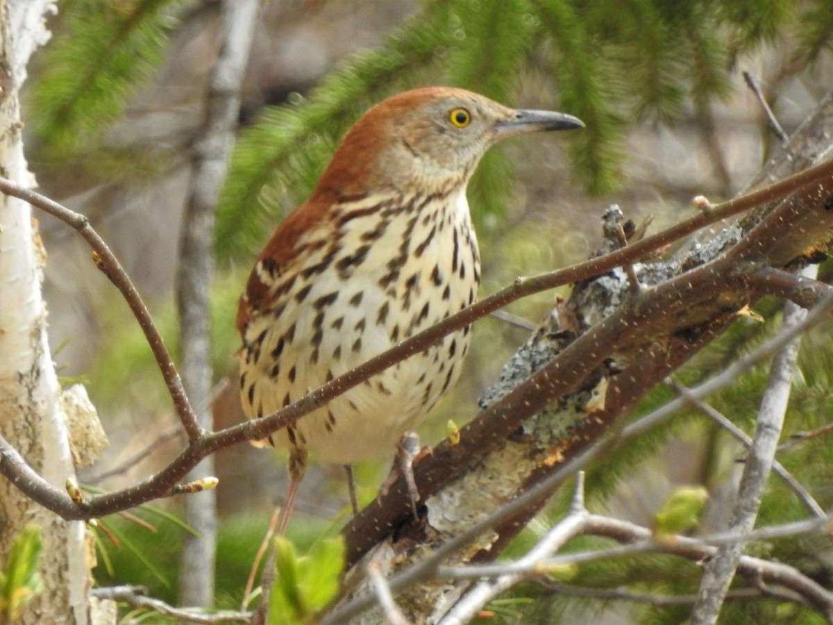 Brown Thrasher - ML335563701