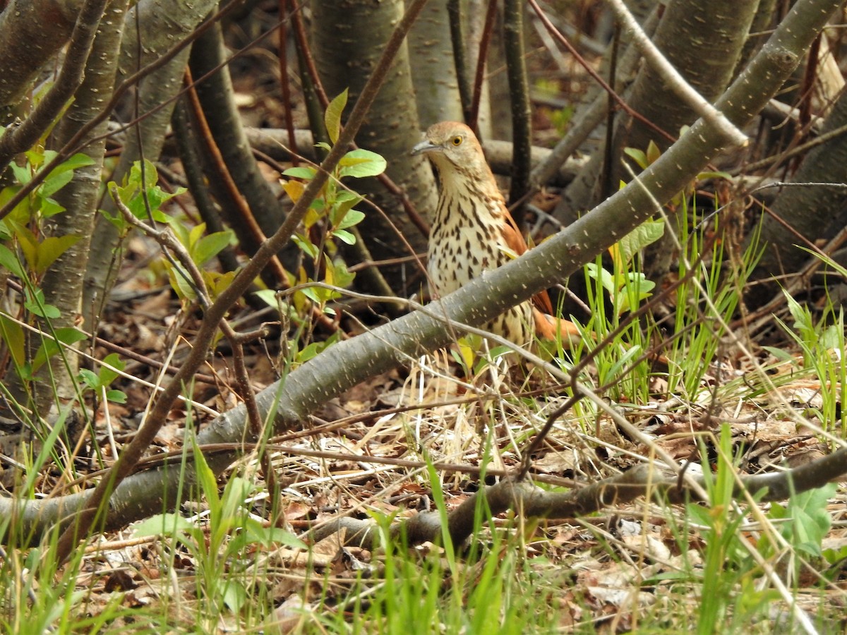 Brown Thrasher - ML335563731