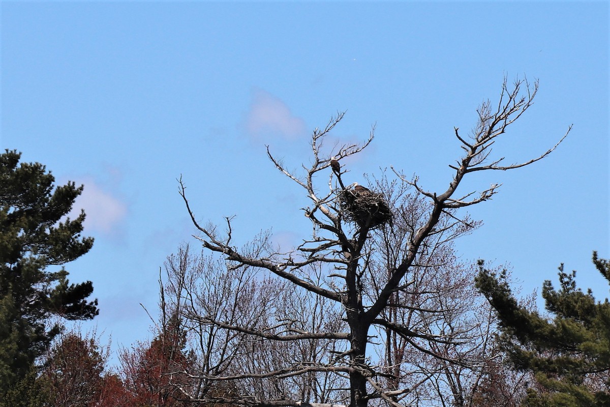 Weißkopf-Seeadler - ML335563851