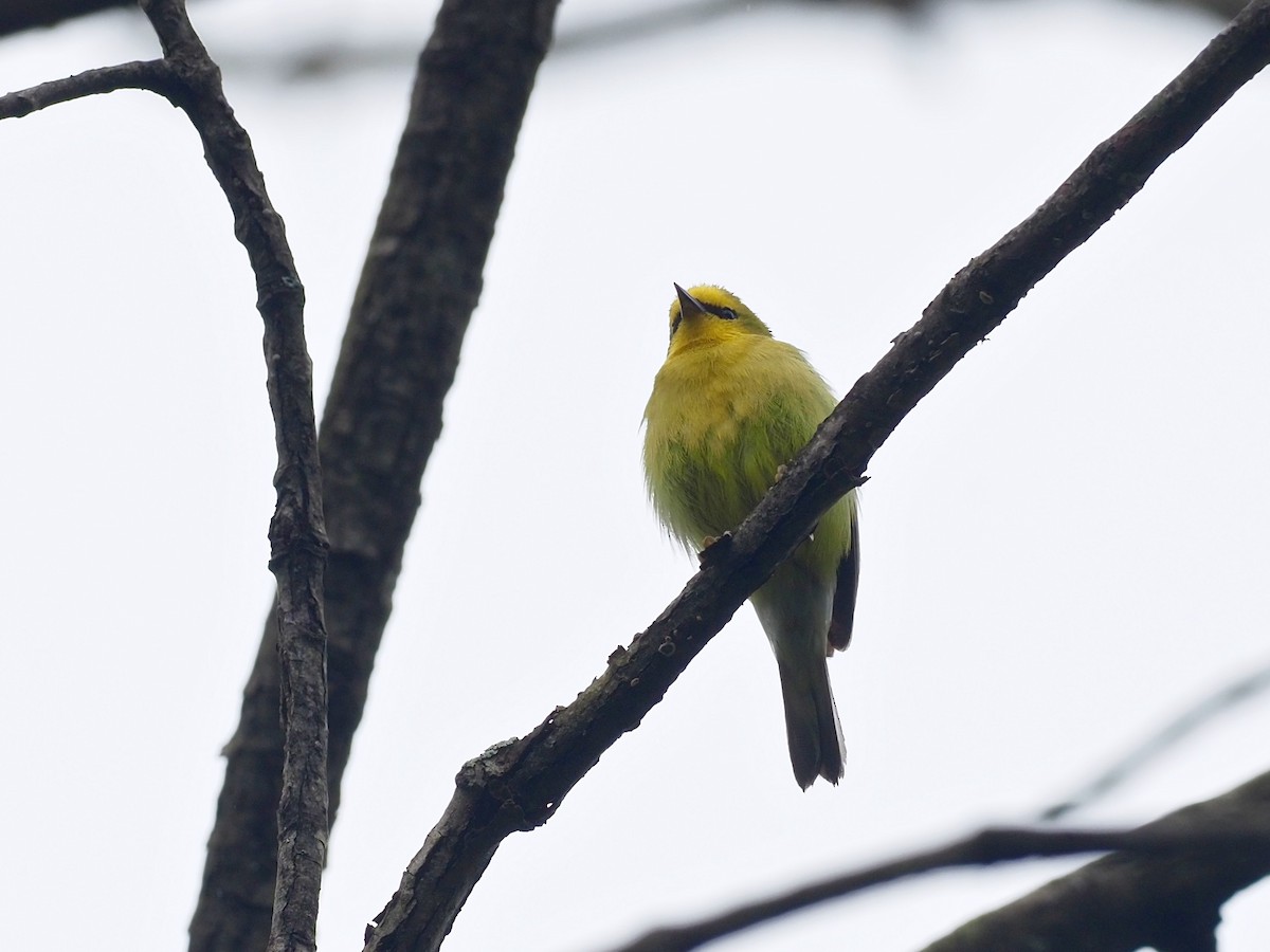 Blue-winged Warbler - ML335564571