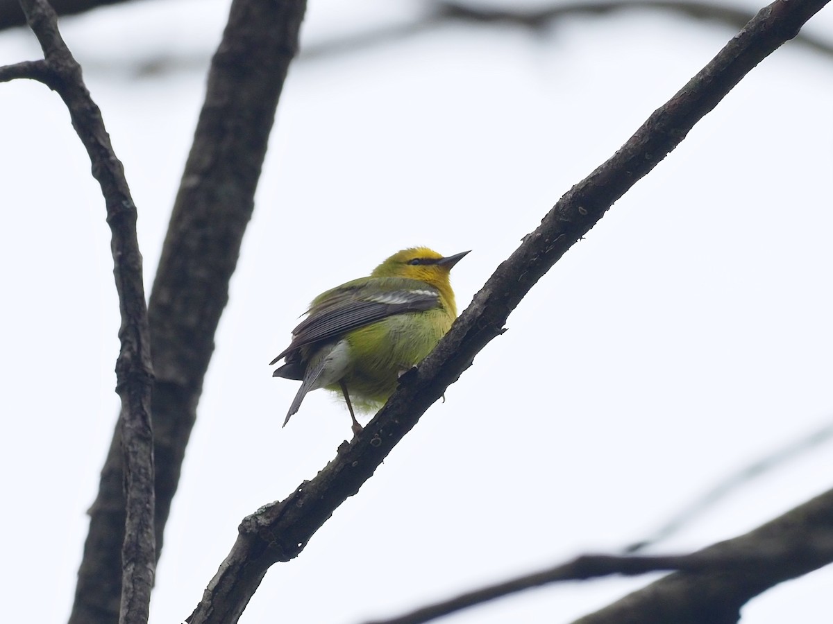 Blue-winged Warbler - ML335564581