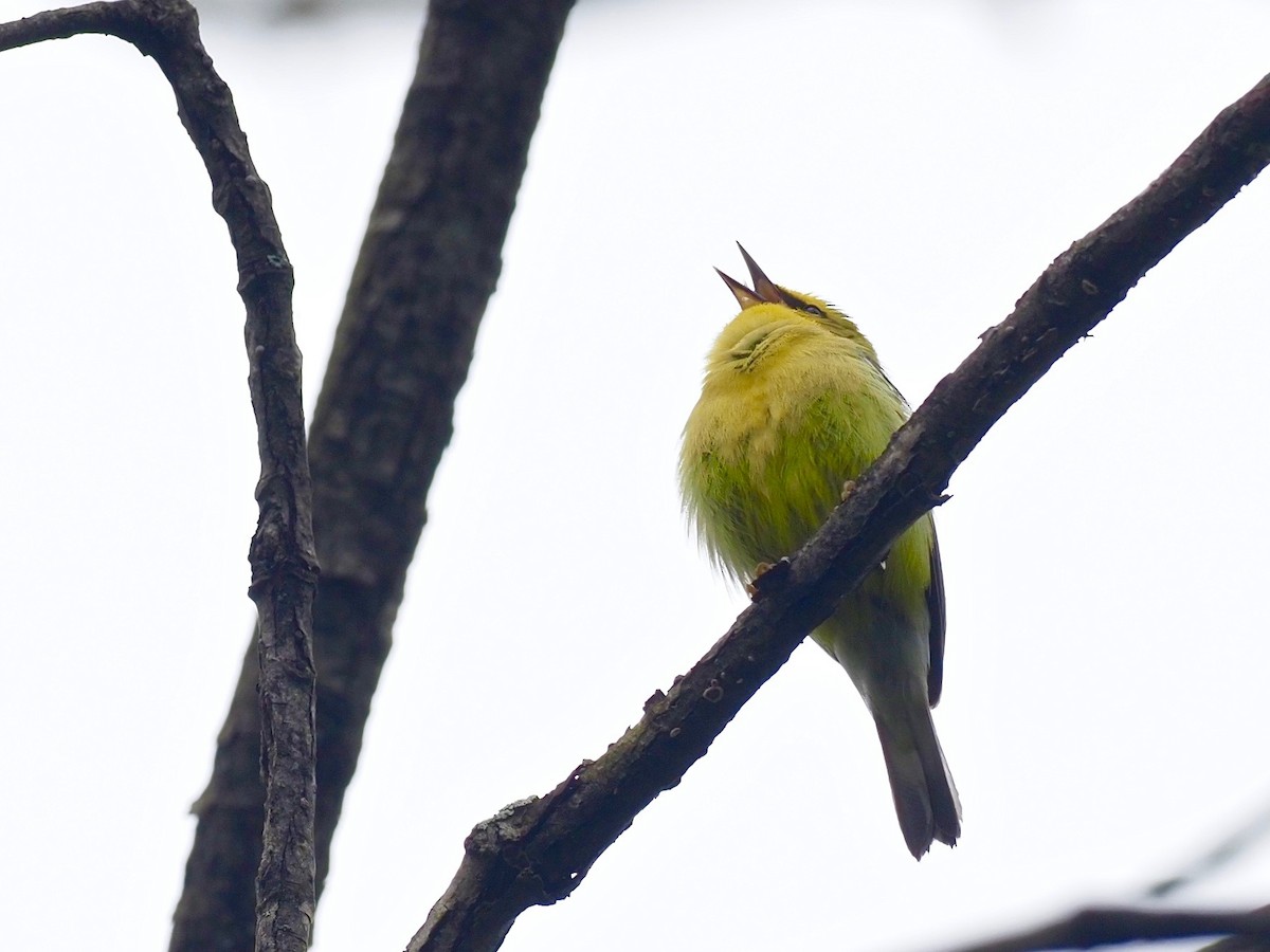 Blue-winged Warbler - ML335565281